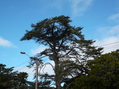  Prehistoric appearing tree, in the midst of modern Victoria Avenue